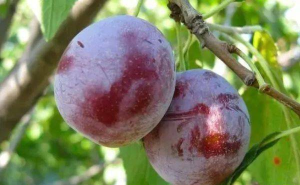 "桃养人,杏伤人,李子树下埋死人",为啥吃李子会有害?_食用_人体_水果