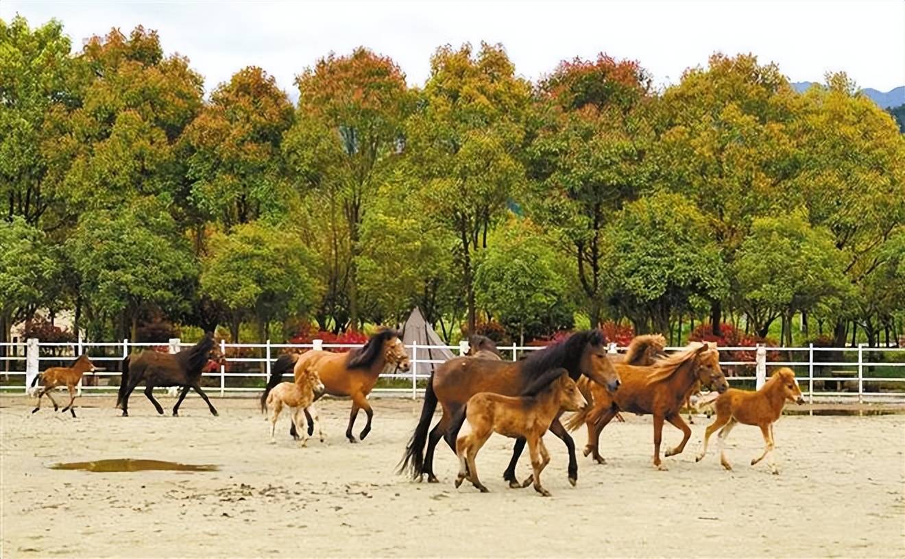 近日,国家宁强马保种场的宁强矮马小马驹和"妈妈"一起在草场上撒欢
