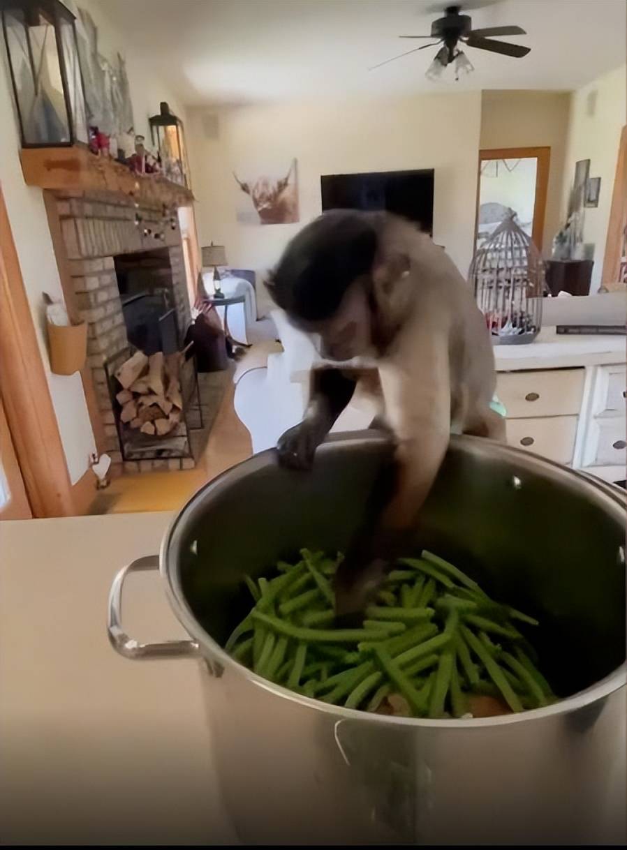 从外国小哥上传的视频看,这只宠物猴子,帮主人做家务,择菜洗碗都不在