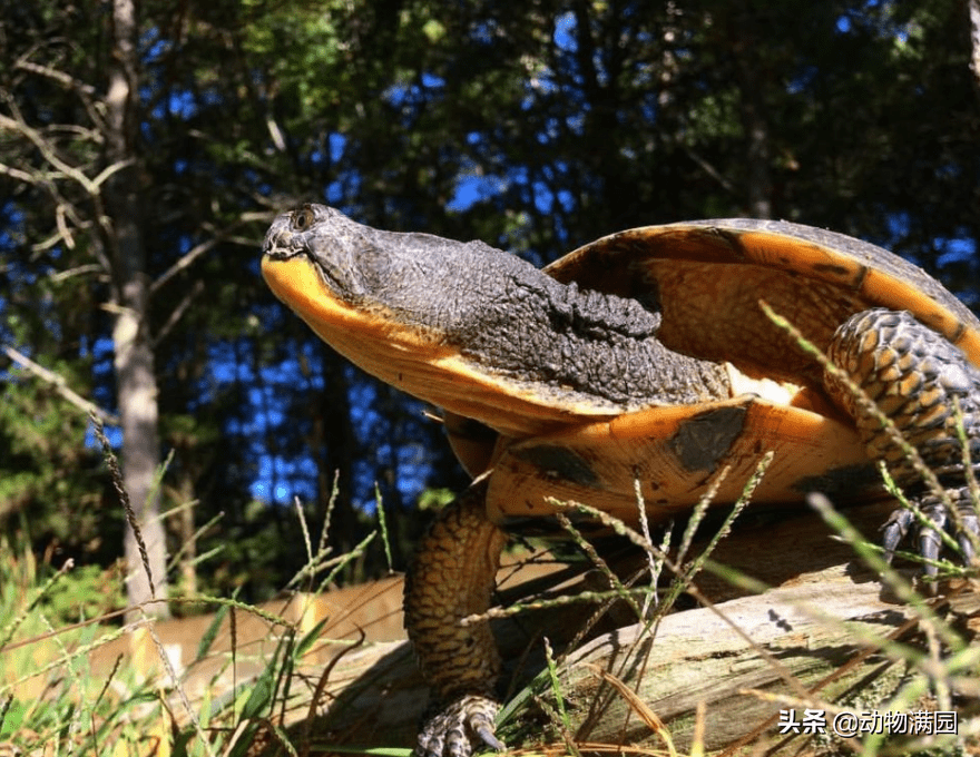 物种百科:布氏拟龟_黄色_沼泽_颈部