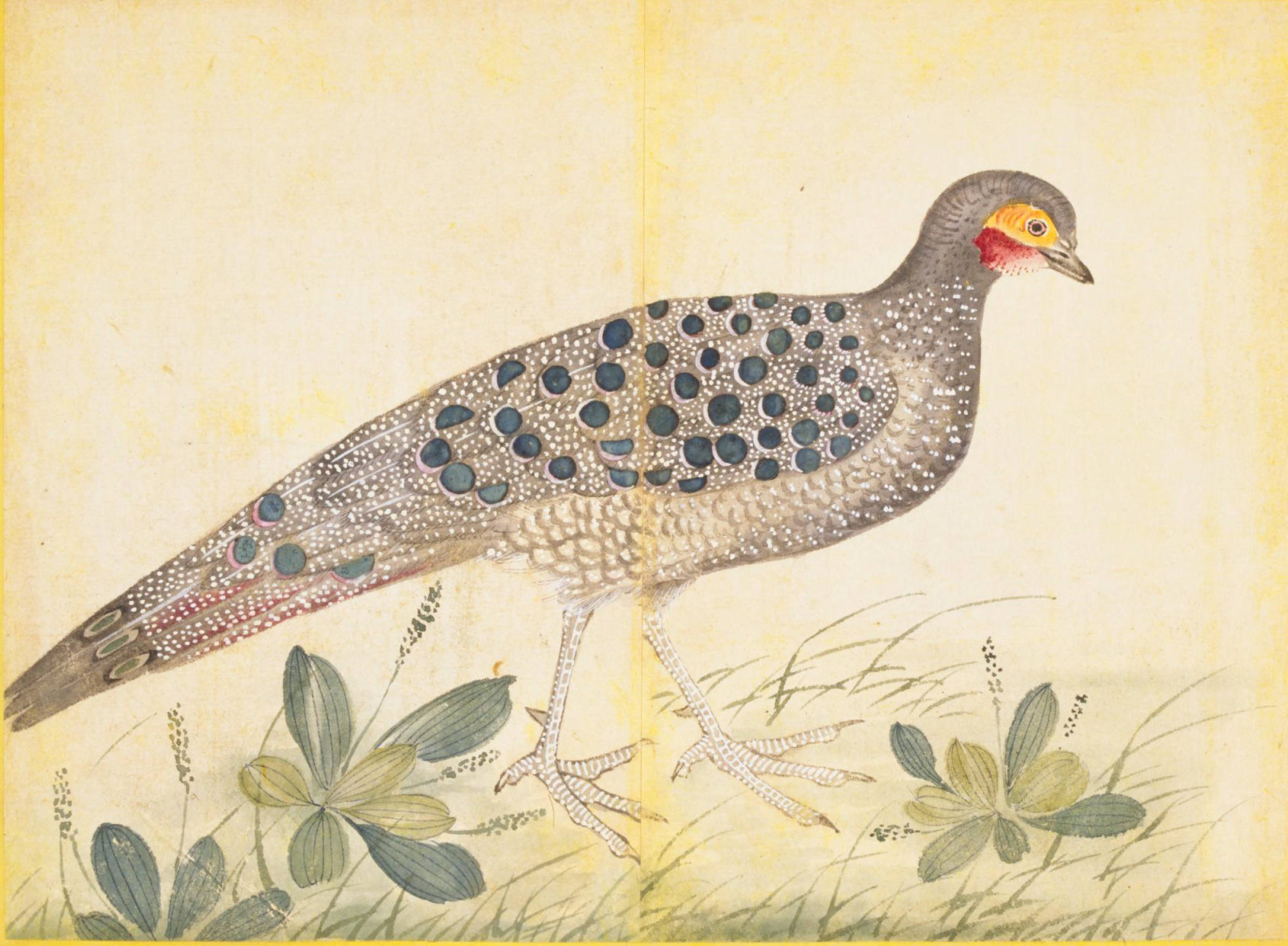 金钱贴身满绣襦:古代绘画中的灰孔雀雉_鸟类_中国_鸟儿