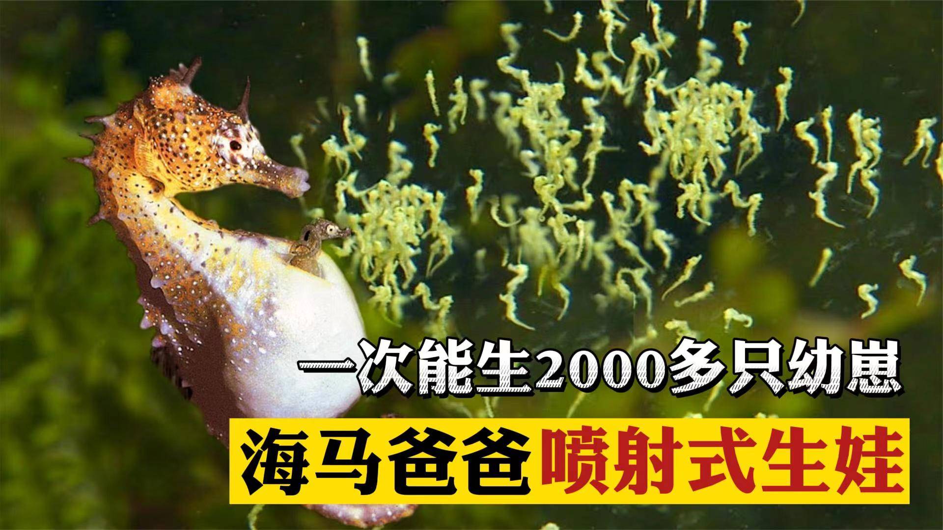 难以想象,海马居然是种雄性来生育后代的物种_育儿袋_卵子_动物