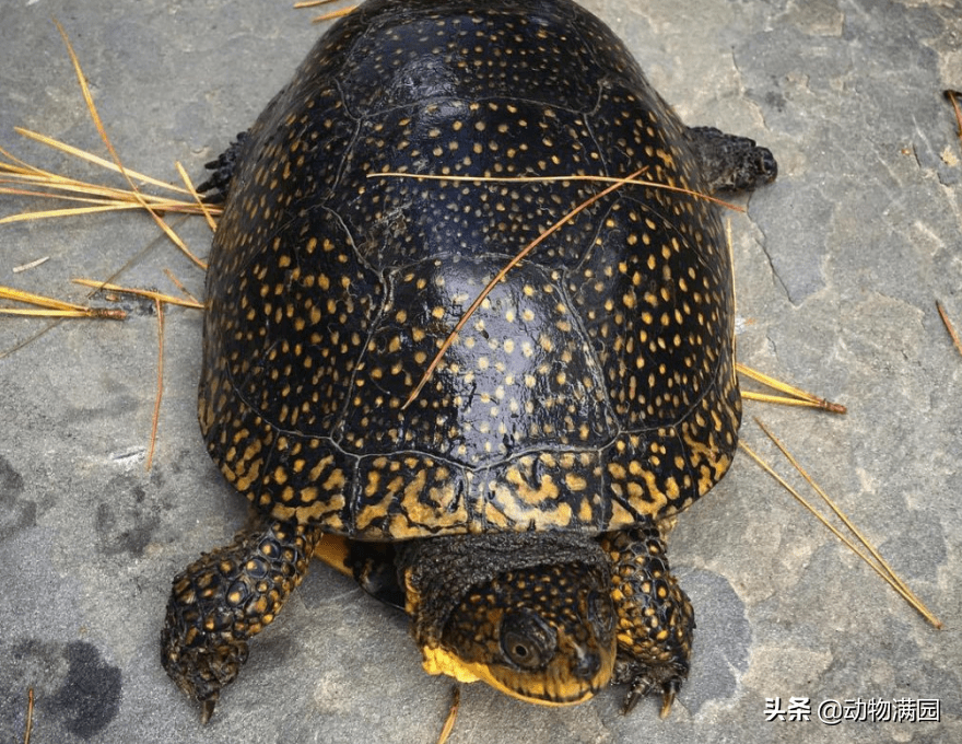 物种百科:布氏拟龟_黄色_沼泽_颈部