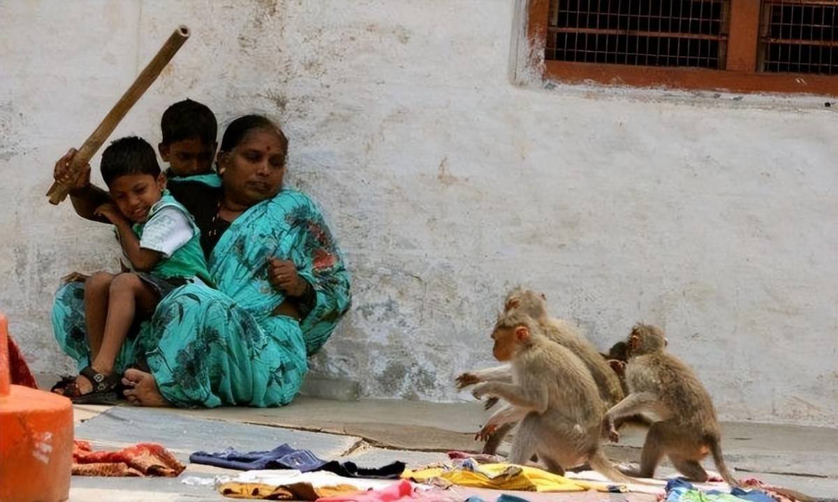 在印度北方邦的巴雷利市的乌帕代耶一家人在三楼的屋顶散步,一群猴子