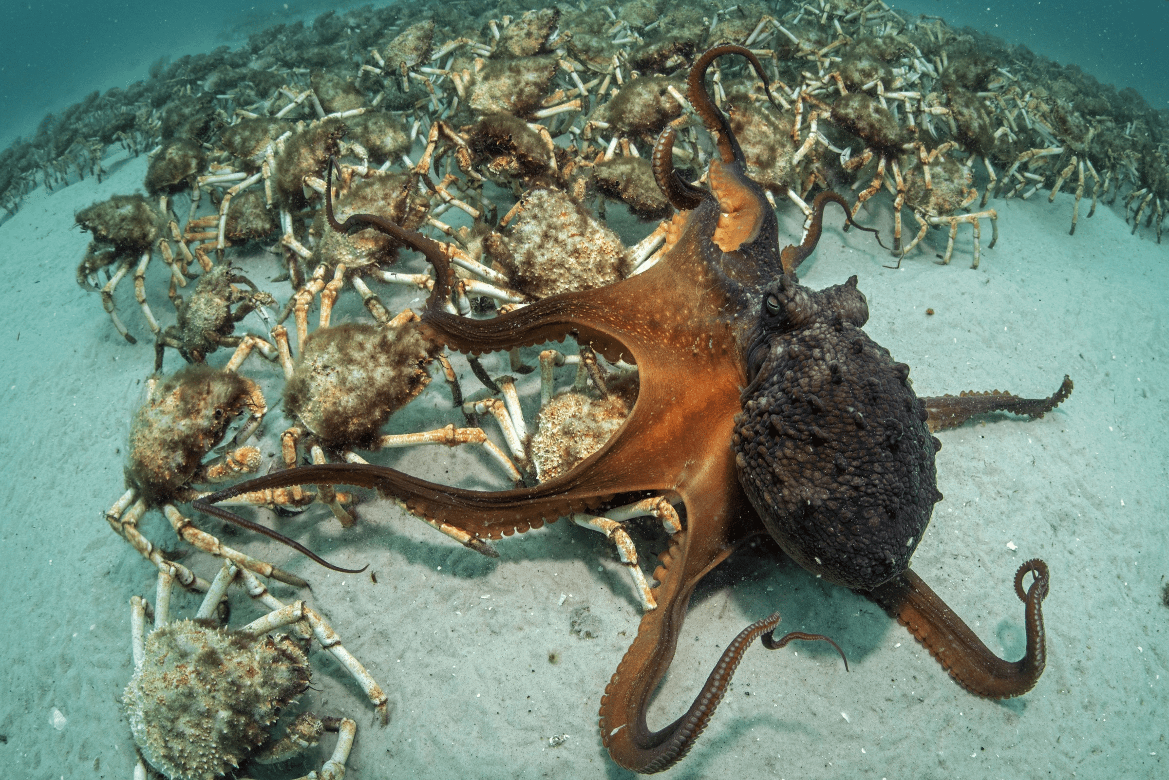 原创突发千万只巨型螃蟹在海岸聚集科学家呼吁民众的帮助