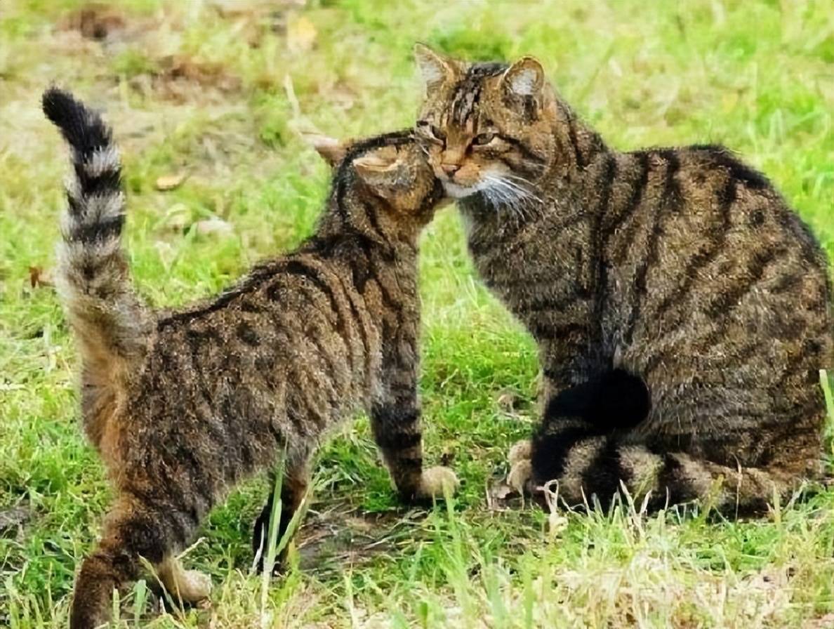 新疆草原斑猫 草原之王 六大绝技 动物 技艺 野猫