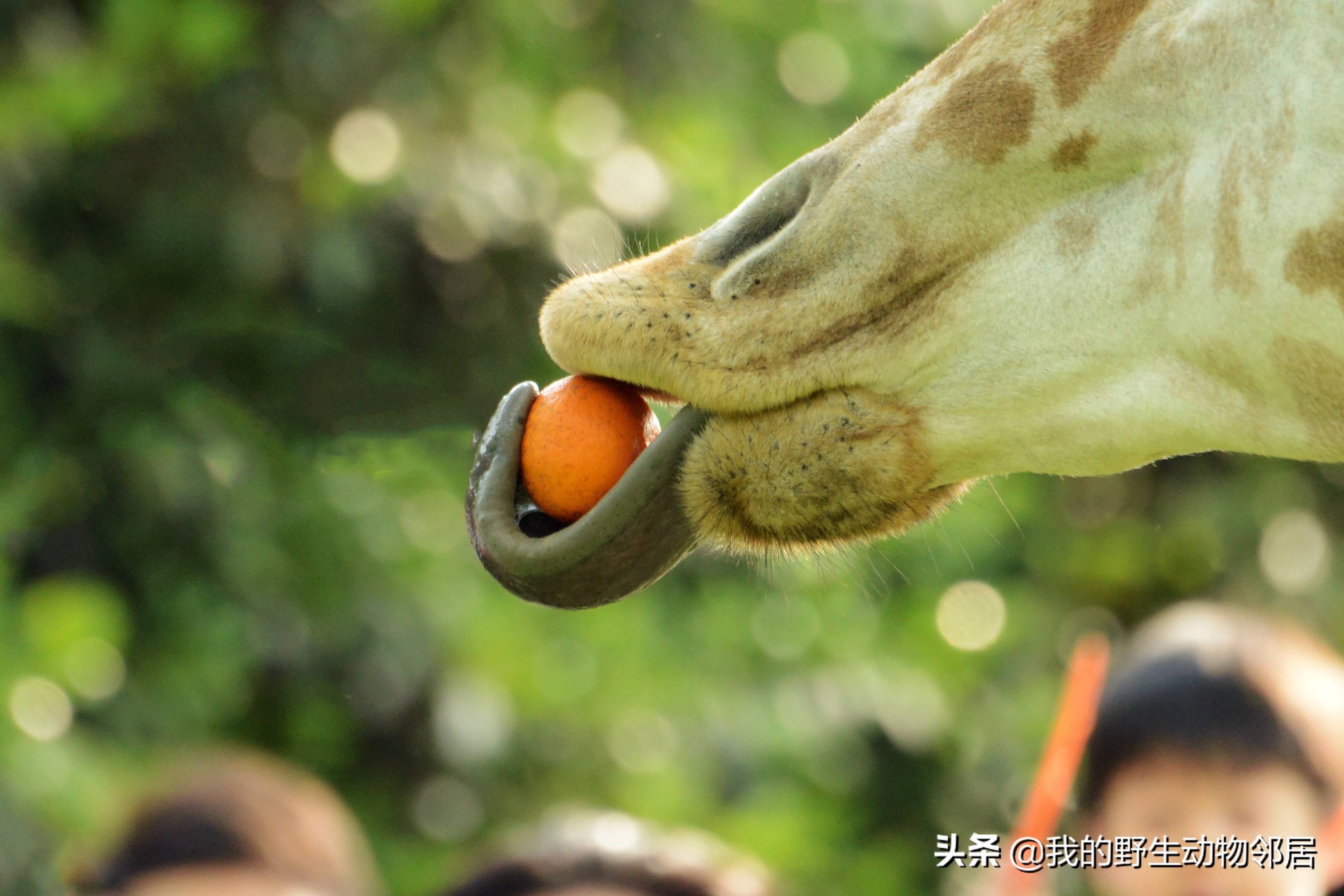 世上一绝:用舌头抠鼻孔_长颈鹿_动物园_树叶