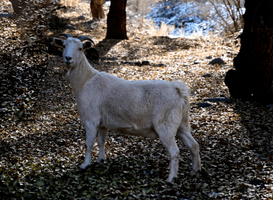 名羊天下的冰碴驹骊究竟有什么与众不同