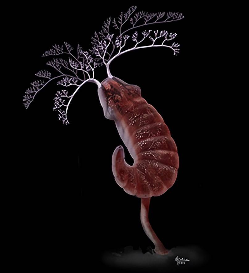 诞生了,,,,,,@薛定谔的懂,寒武纪,至今分类不明,这本来是一种严肃恐怖