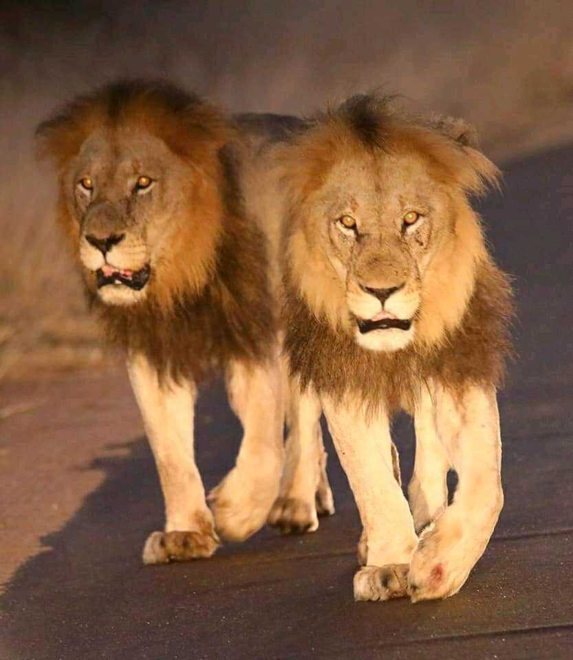 原创克鲁格最强雄狮联盟之一曼联雄狮mantimahle雄狮简介