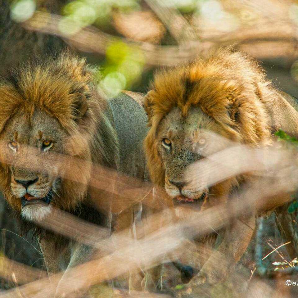 原创克鲁格最强雄狮联盟之一曼联雄狮mantimahle雄狮简介