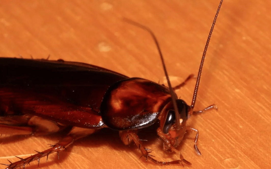 棕斑蟑螂图片