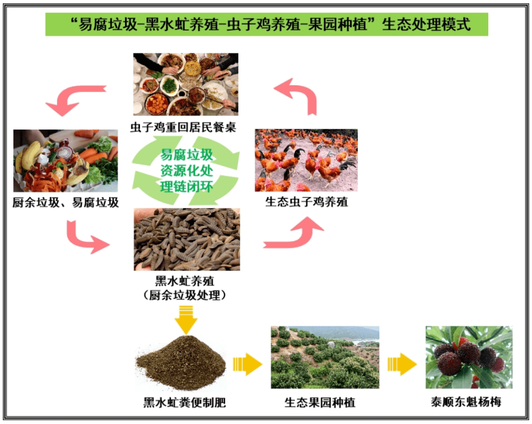 三魁鎮成功建設黑水虻蟲子雞養殖示範基地,實現餐廚垃圾,畜禽糞便的