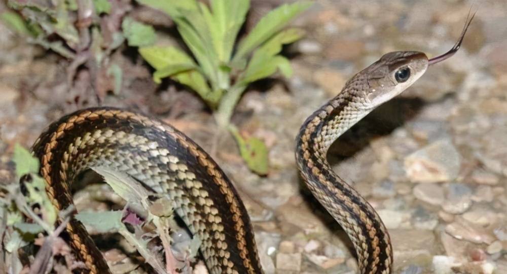 在我国南方很多地方都有分布,在此要提醒大家:乌梢蛇现在是属于野生