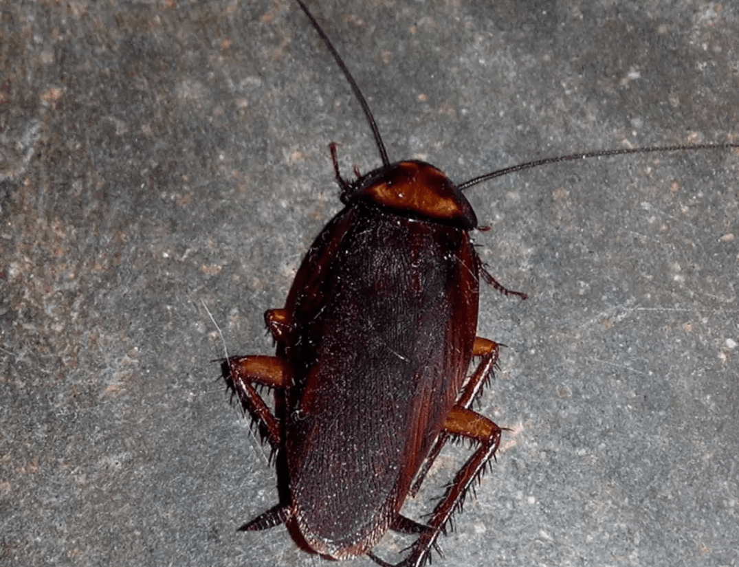 褐斑蟑螂图片