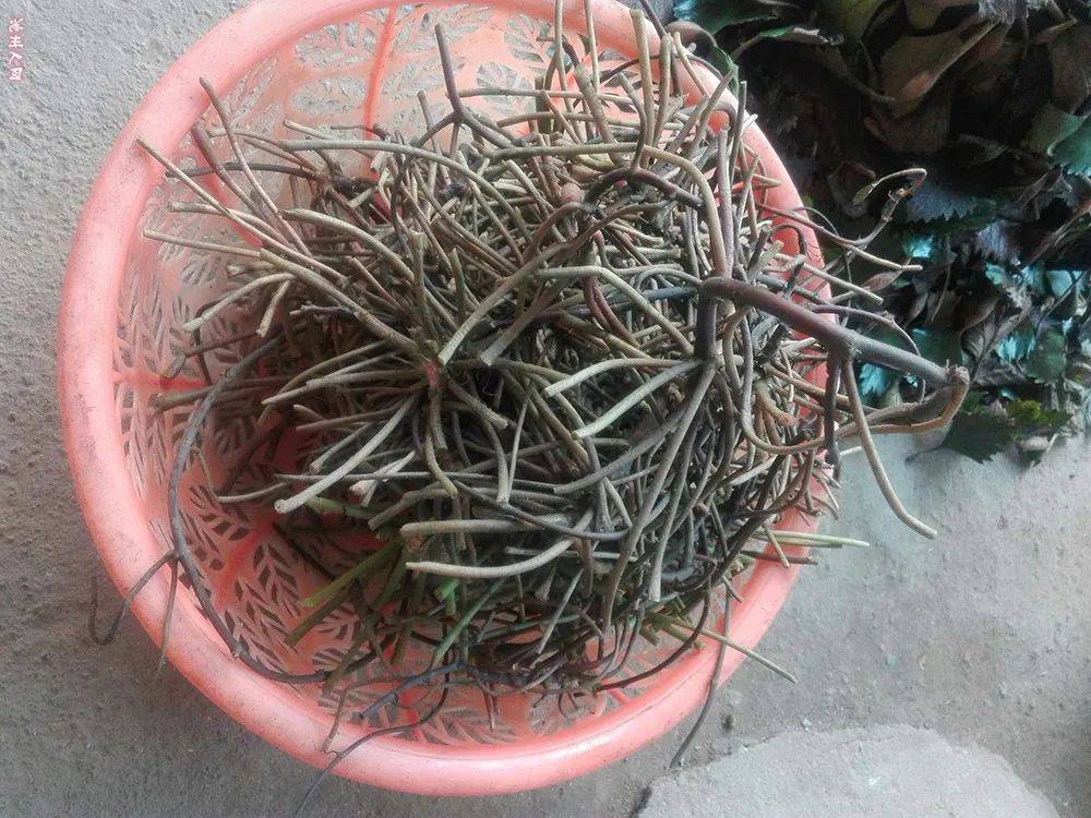 家里有工具的可以用绳子甩着铁钩过去,轻轻松松就能勾上来很多菱角叶