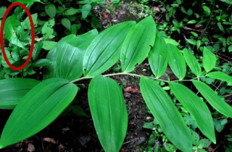 农村田野里的野生姜,人称"补肾黄金",是一种不可多得的宝贝!