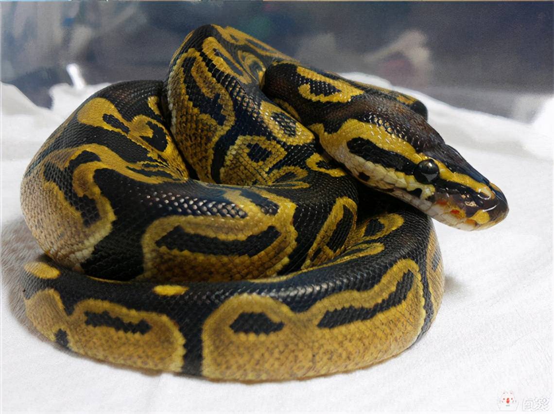 原创双斑锦蛇世界上最温顺的无毒蛇最好的宠物蛇
