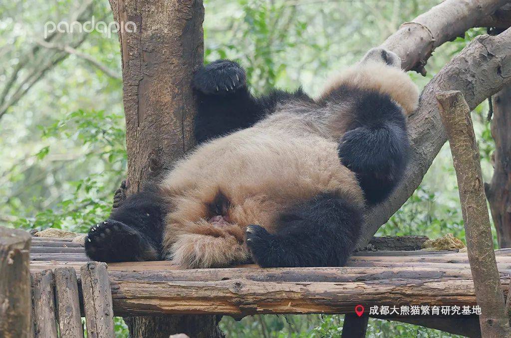 不是想当电灯熊 只是想节约热量 金玉 同学 生活