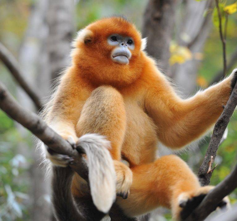 猴中贵族:金丝猴_动物_松萝_猴子