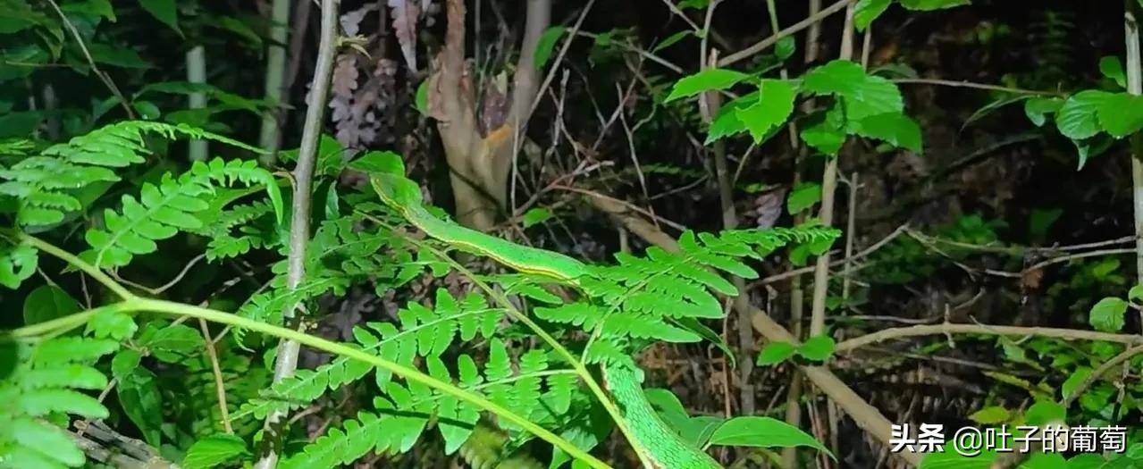 青蛇彪世界十大最美十条蛇之一