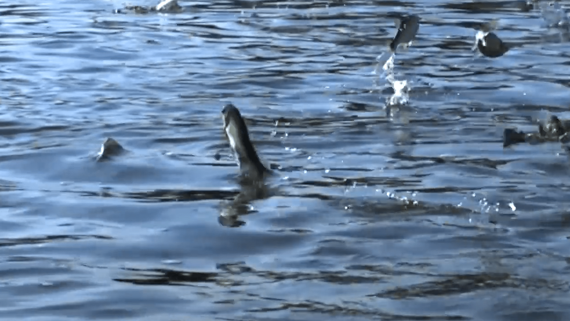 湖南蛤蟆集体往山上跑,田螺四处搬家,网友:难道有异常要发生?