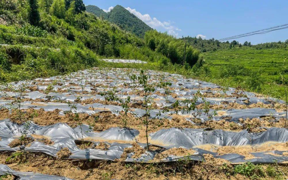 种植基地据种植户所述,岗梅可药用根,茎,杆,但岗梅种植需长达五年才能