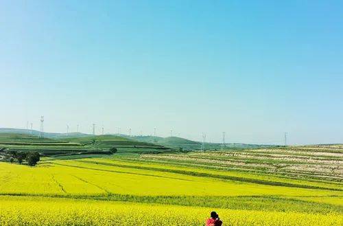 平鲁万亩油菜花生态旅游观光季采风活动