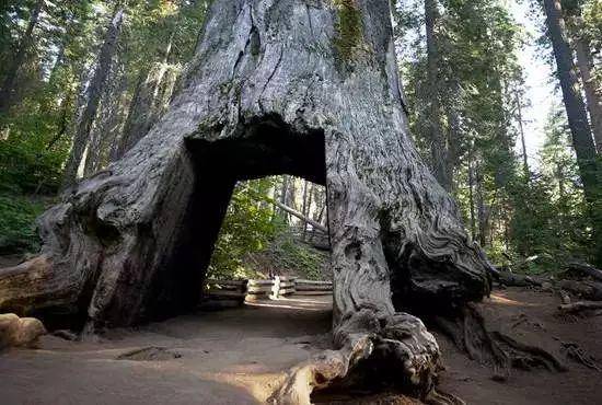 世界上最大的树在美国，树干的估重约有1100吨，已经存活3500年