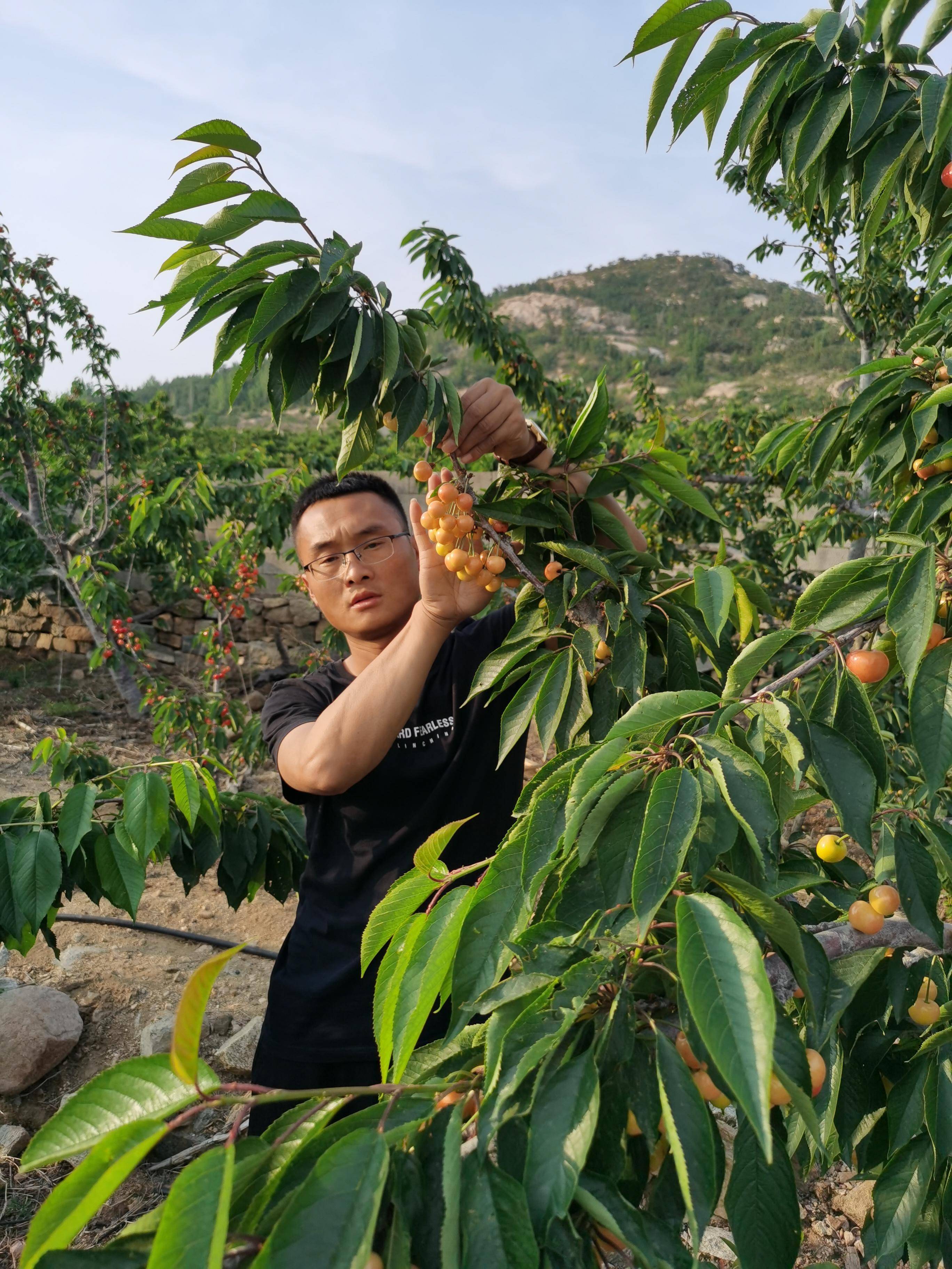 栽植大将锦大樱桃果树开花前施肥情况,具体要以前一年的秋肥追施而定.
