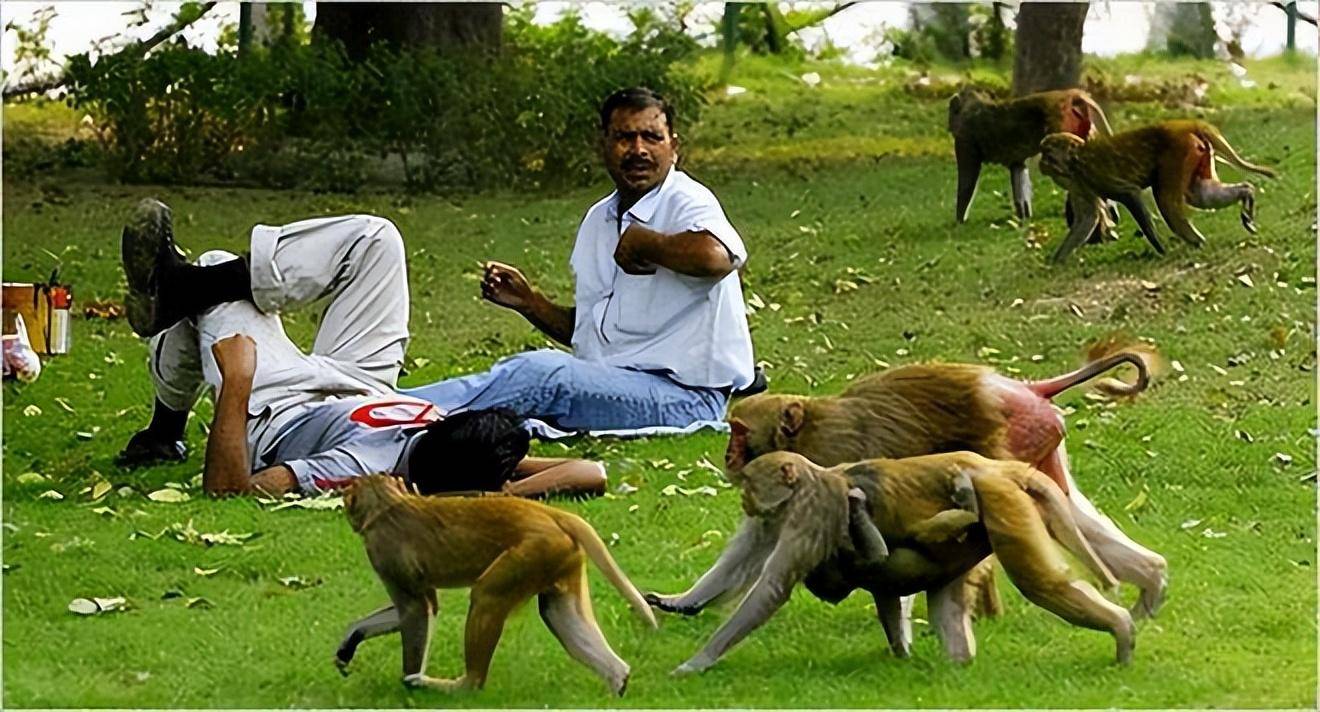 我们可以理解猴子是因为人类社会的扩张而被逼得与人类共处,但即使