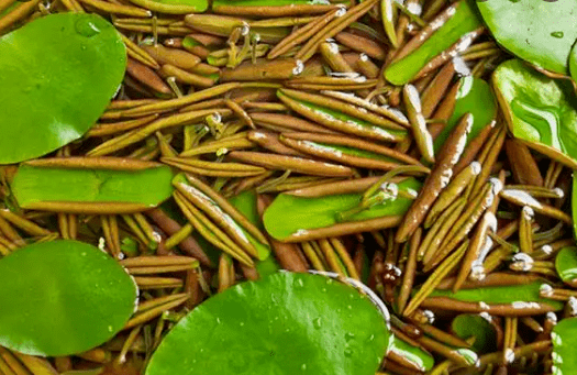 俗称水八仙8种长在水下的名贵蔬菜吃过4种以上是资深吃货