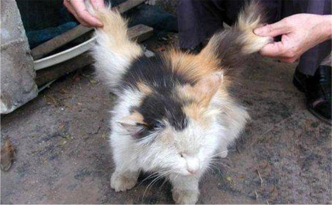日本多次出现“翼猫”，背上长“翅膀”，专家判断可能是变异猫_搜狐网