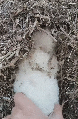 草堆里发现白绒绒的小狗,天寒地冻无处去,好可爱!