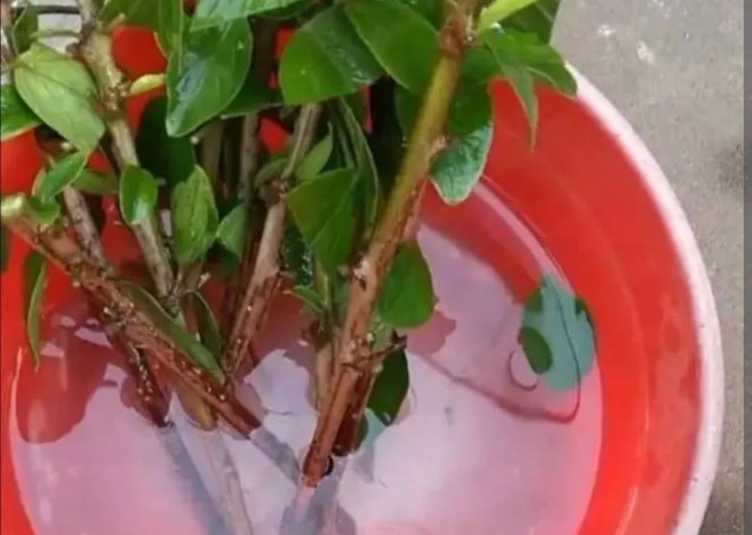 制作简单的"生根水",扦插花卉用一点,半个月长出大白根_白糖水_土壤