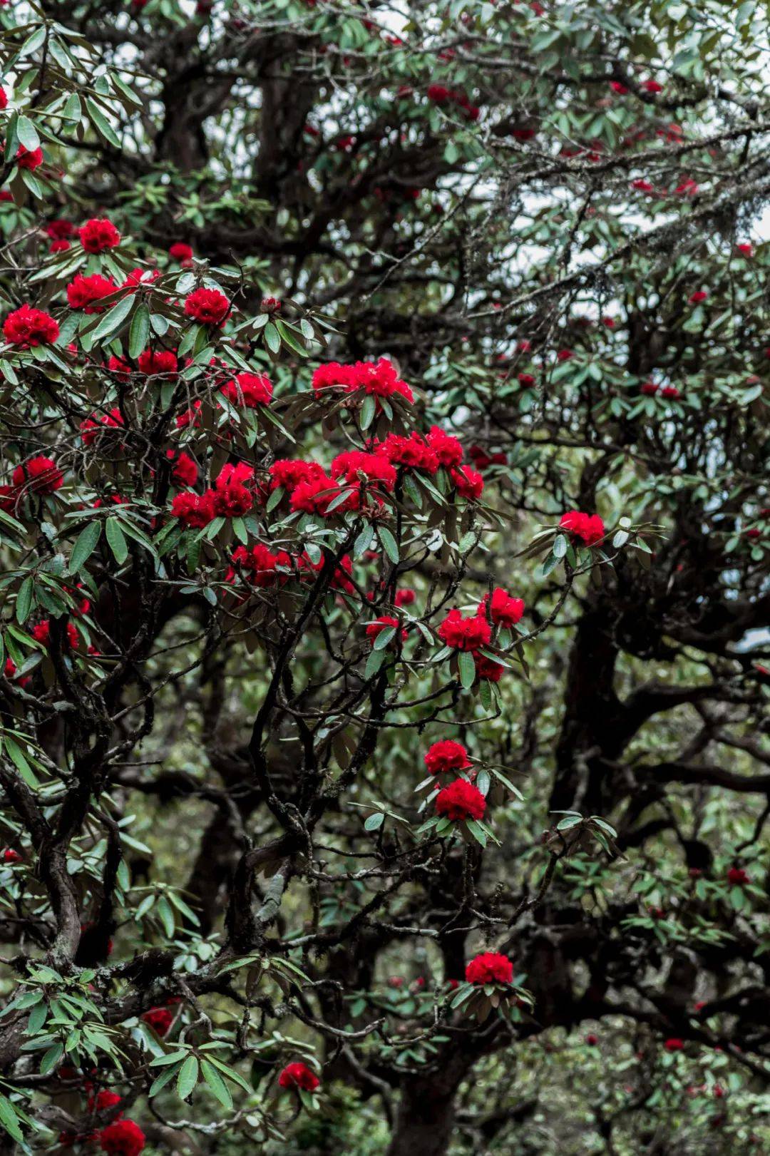 大理暑期徒步追花之旅|登宾川鸡足山，遇见高山杜鹃花！