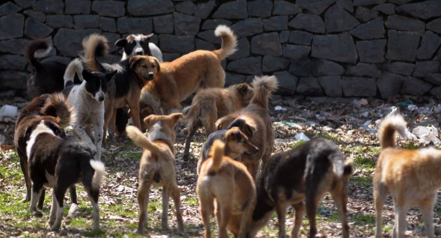 一群狗流浪久了,会不会形成狼群的社会特点?为什么?_流浪狗_繁殖_领地
