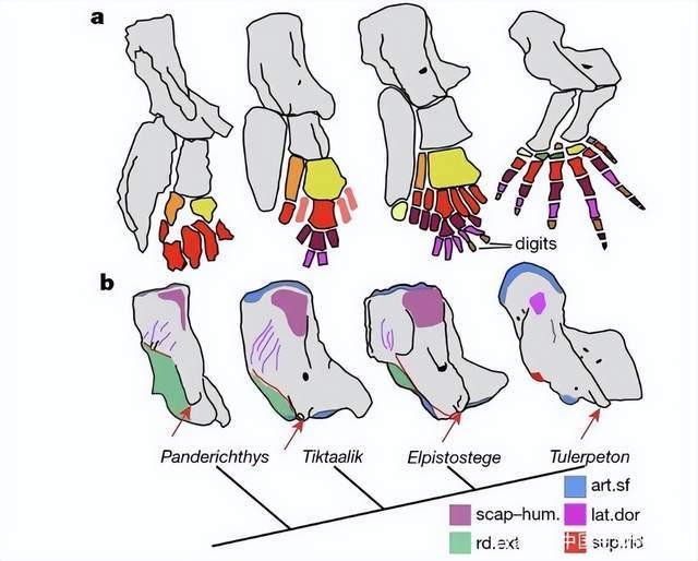 都说生物在不断进化,人类为什么反而会退化?_大脑_能力_四肢