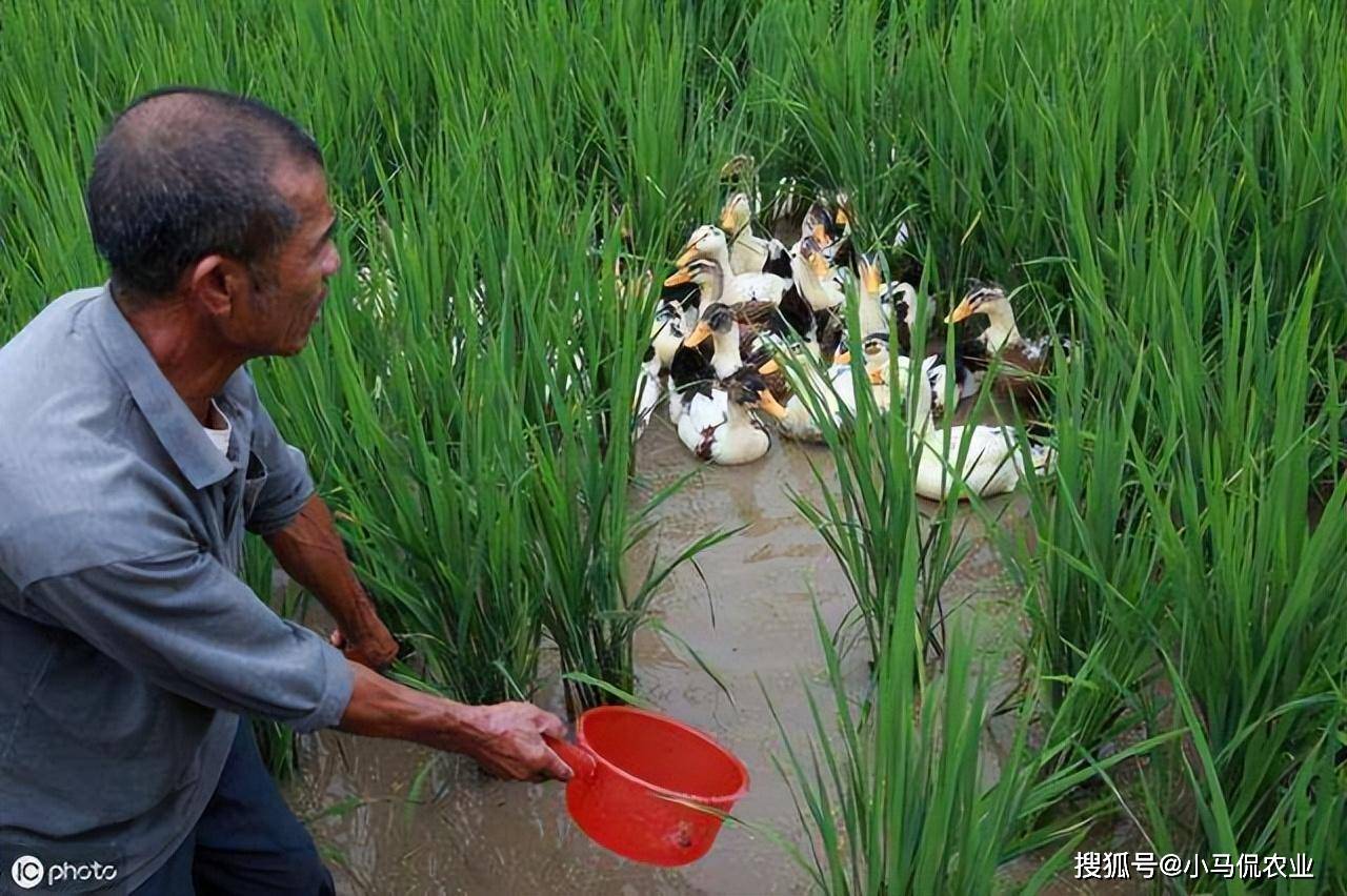 现在最火的鸭稻米养生鸭稻米