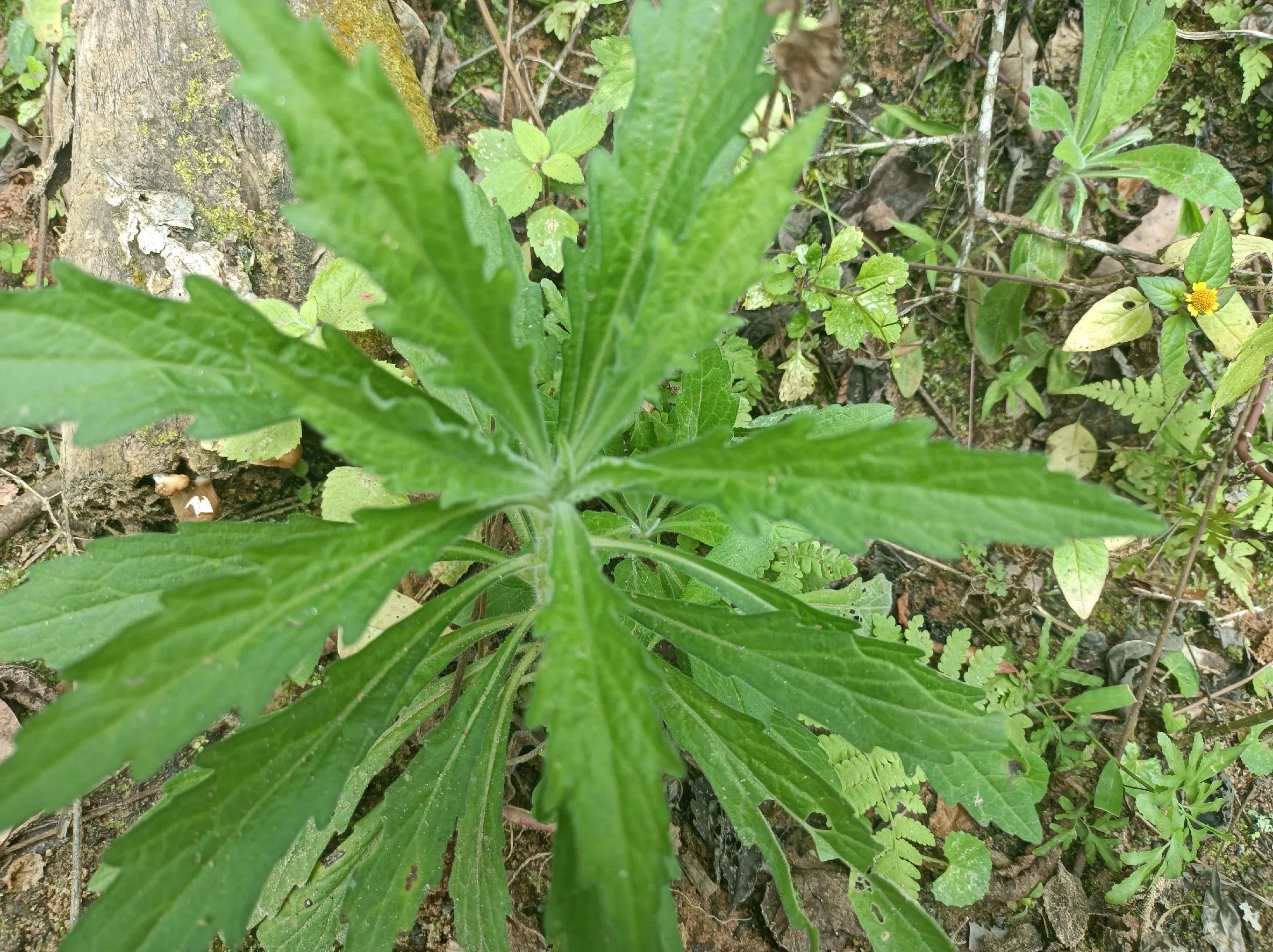 用来煮水洗头好处多,去油又防脱,很多人不知道