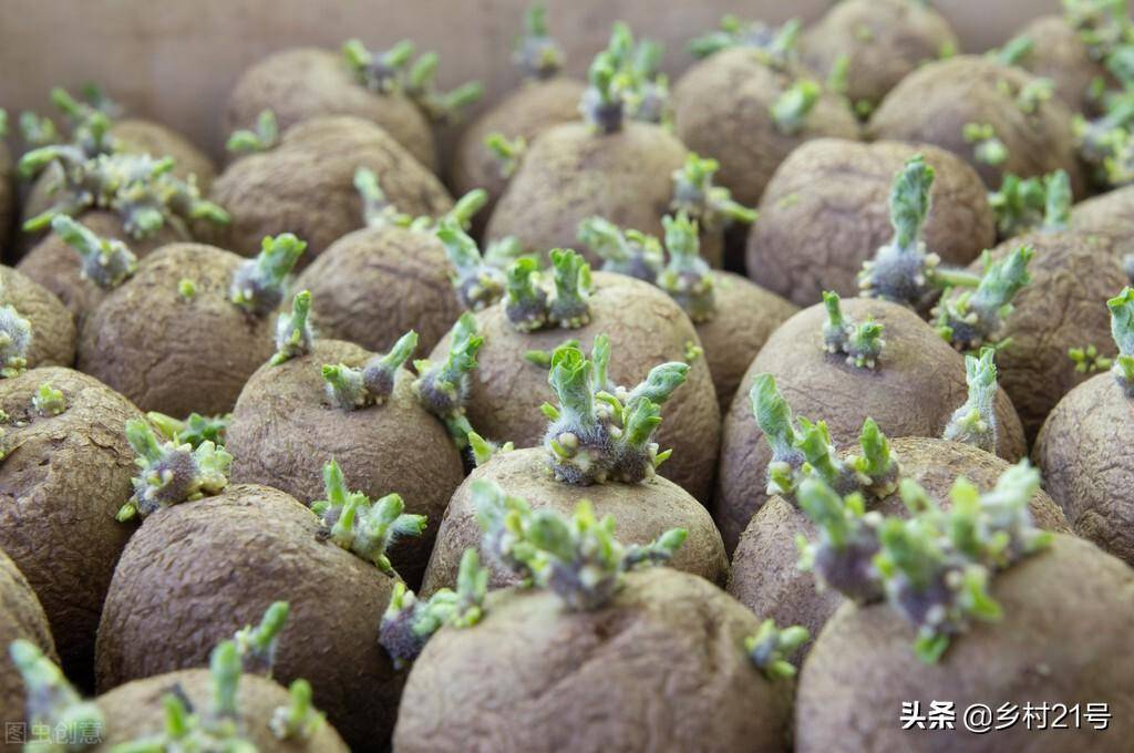 农村种植土豆,种子留头去尾,土豆长得壮产量高_草木灰_幼苗_芽眼