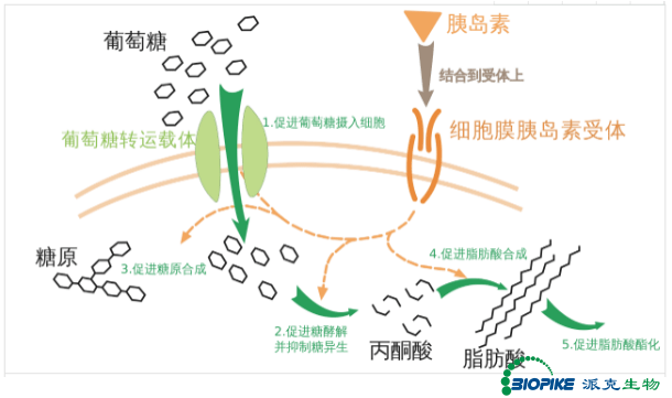 派克生物一个kit3种标曲范围组合小鼠胰岛素elisa试剂盒