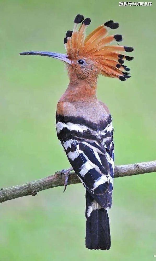 魅力陕西行|走进乾陵:观鸟捕蝉图——唐墓壁画中的戴胜鸟_墓室_章怀