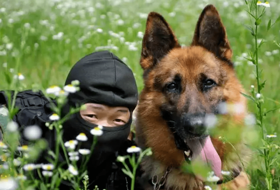 暮色英雄,退役警犬的幸福生活!_神风_生米_训练