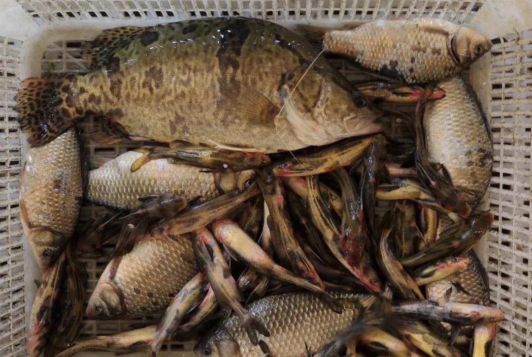 原来,"肇源江鱼"还真的不一般呢!_大鱼_嫩江_松花江