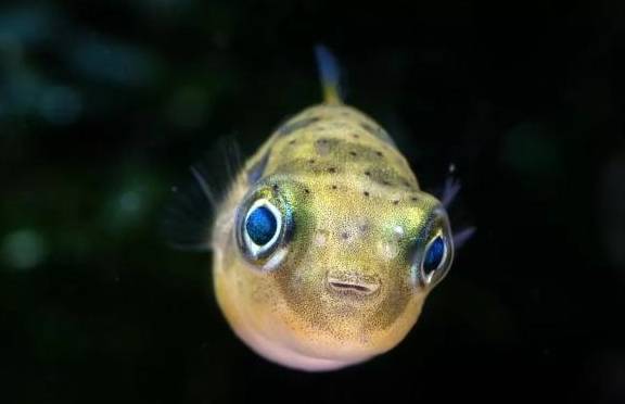 比较有代表性的有:射水鱼,潜水艇,黄鳍鲳,小蜜蜂等