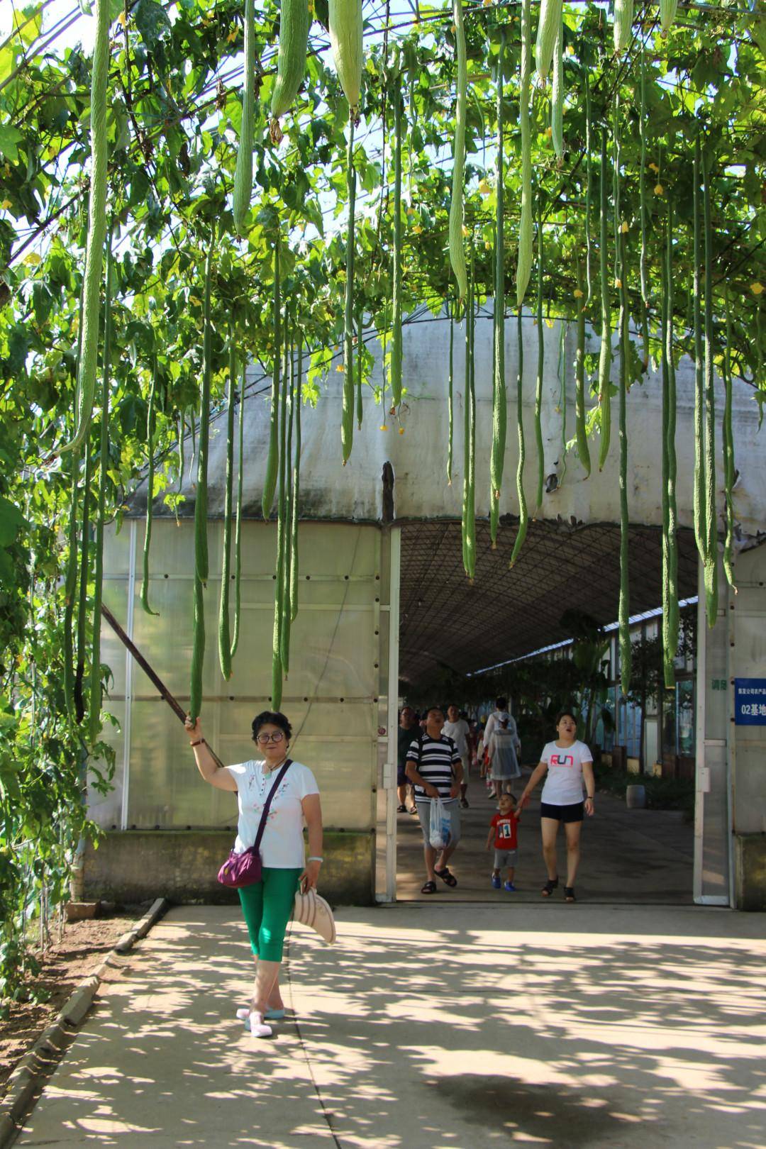 68米长"丝瓜王",这些快要长"成精"的农作物_长廊_世界_个头