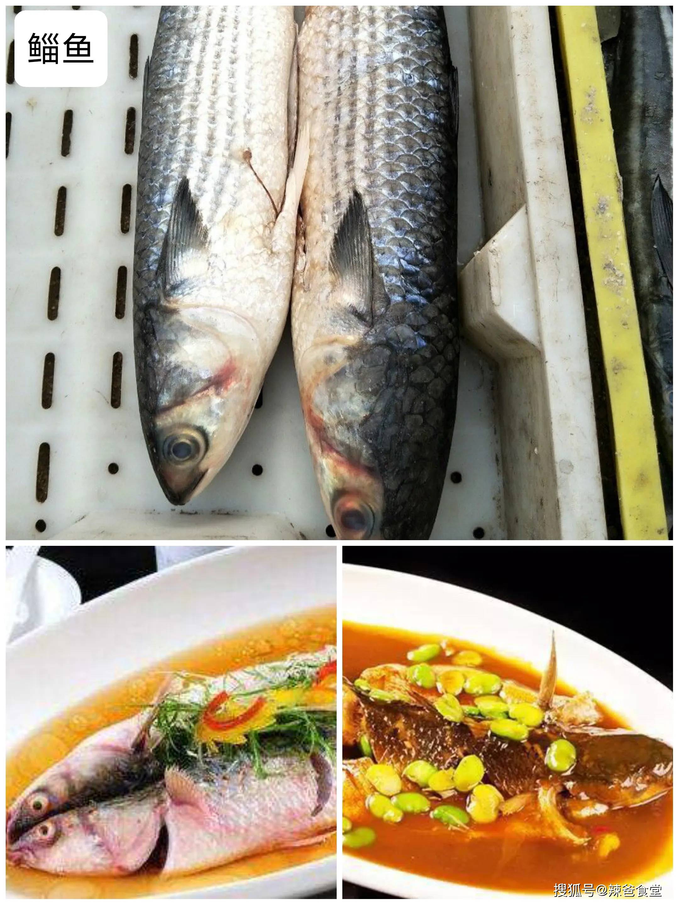 293.黏皮鲻虎鱼-中国南方淡水鱼类-图片