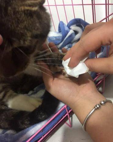 从小猫的表情中可以看出,这是非常痛苦的,而且它一直在哭泣.