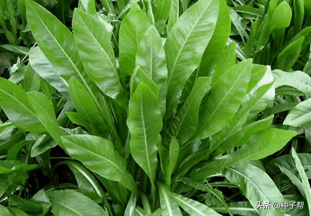 适合北方种植的牧草-鲁梅克斯,它具有哪些优缺点?_植株_产量_因为